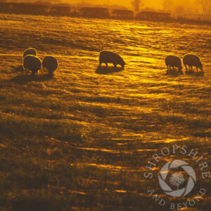 Sheep Grazing at sunset SC33