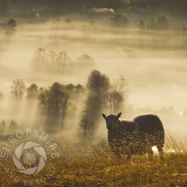Sheep in mist Sheep in mist SC34