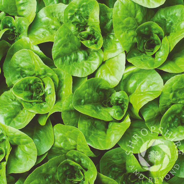 Lettuce leaves greeting card Lettuce leaves SC35