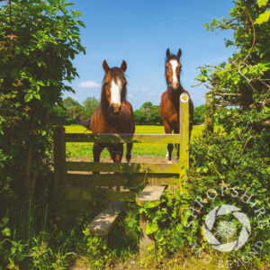 Horses over a style SC42