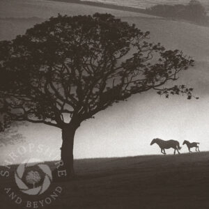 Horse and foal in the mist SC43