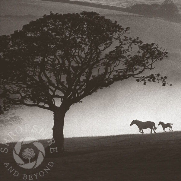 Horse and foal in the mist, Wales Horse and foal in the mist SC43