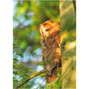 Tawny owl at sunset greeting card