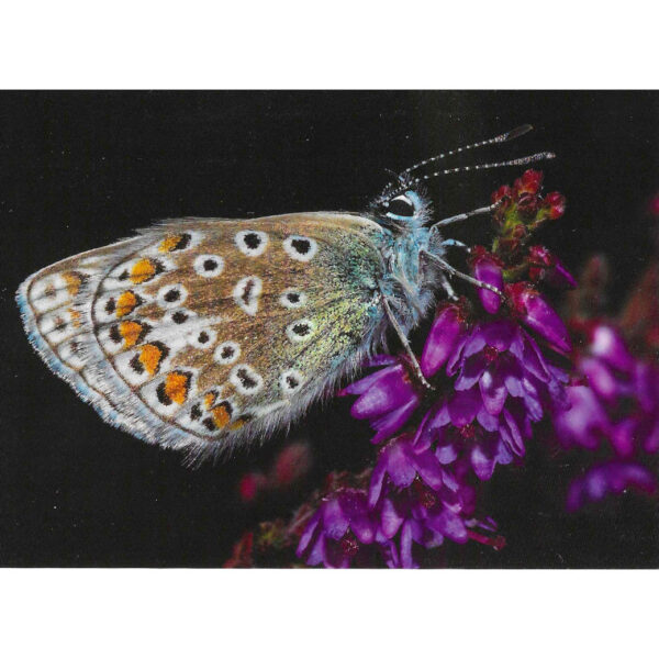Common Blue Butterfly greeting card Common Blue Butterfly greeting card