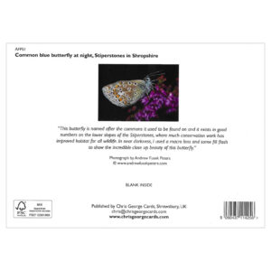 Common Blue Butterfly - Image 2