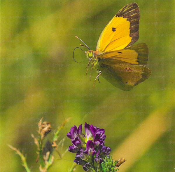 Clouded Yellow Butterfly Greeting Card Clouded Yellow Butterfly Greeting Card