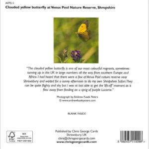 Clouded Yellow Butterfly - Image 2