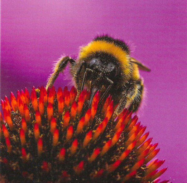 Bumble bee on echinacea in a garden in Shropshire