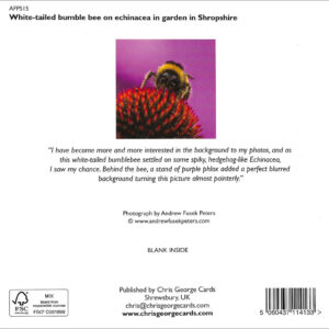 Bumble Bee on Echinacea - Image 2