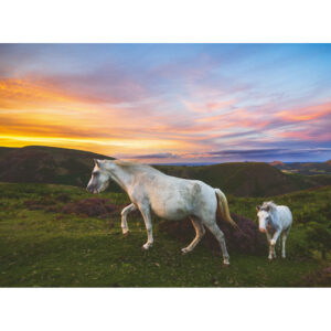 Mare and her foal greeting card