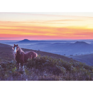 Pony at dawn on the Long Mynd