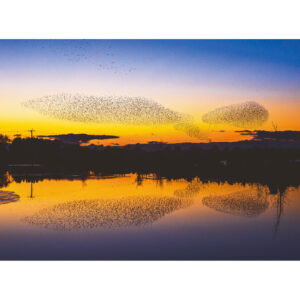 Greeting card featuring a murmuration in Whixall Shropshire