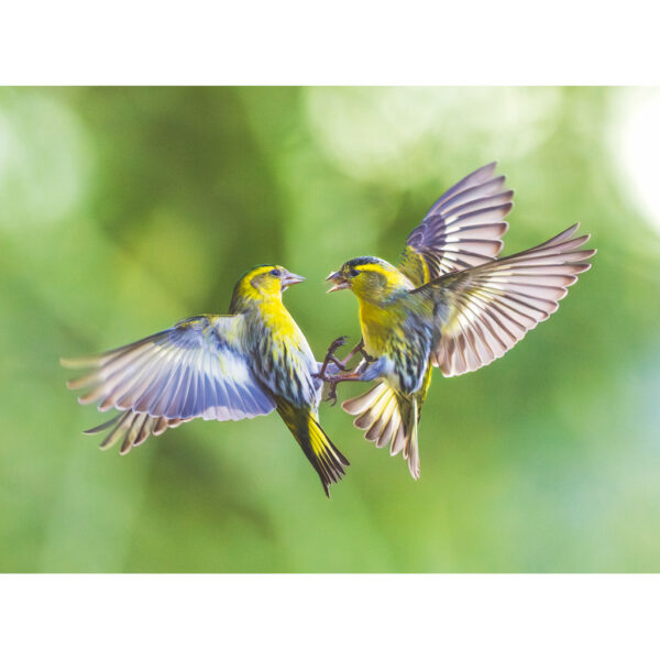 Siskins fighting