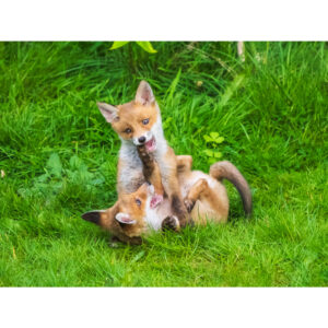 Fox cubs playing