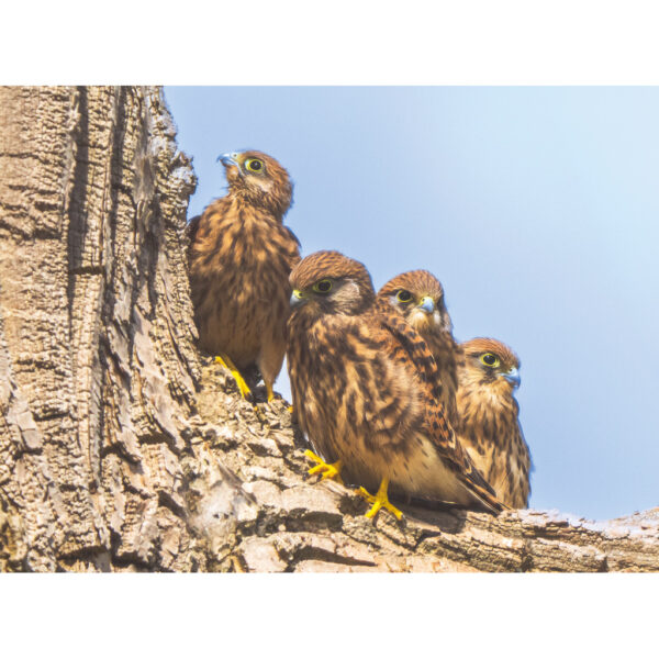 Kestrel chicks