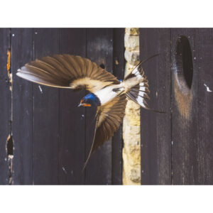 Swallow leaving the barn in flight
