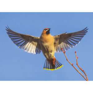 Waxwing bird in flight