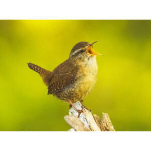 Male wren singing