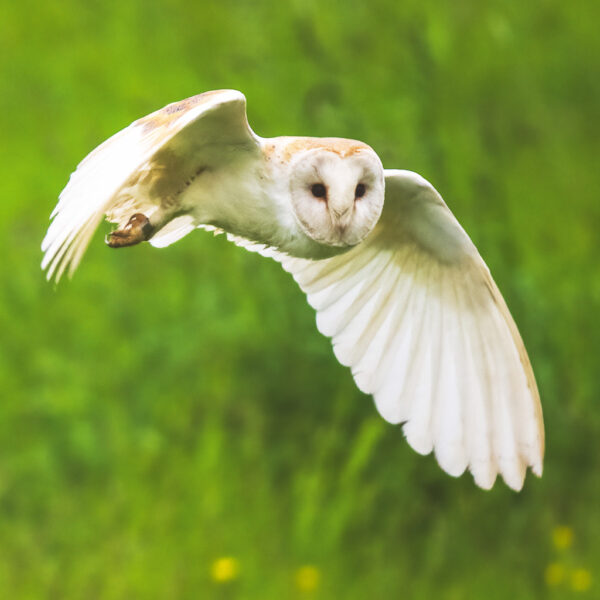 Barn Owl in Flight cardAFPS18