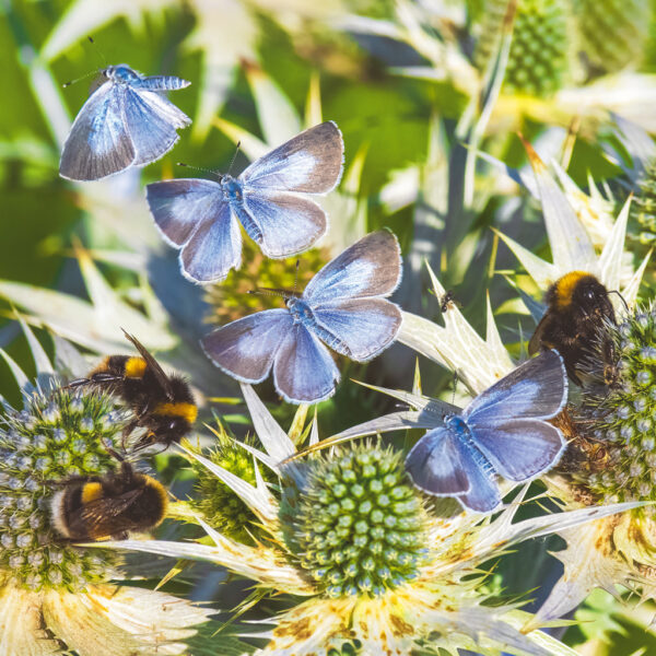 Holly Blue in flight