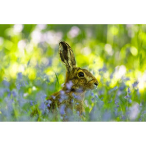 New version of Hare in Bluebells greeting card