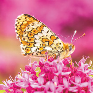 Butterflies, Bees & Moths