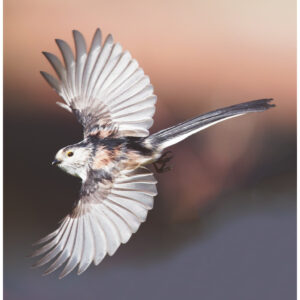 Long Tailed Tit in flight photographed by Shropshire Wildlife and Landscape photographer Andrew Fusek Peters