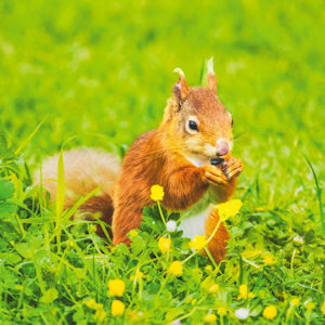 Wildlife