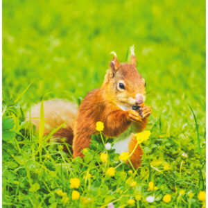 Red squirrel in the garden, Isle Of Wight © Photography by Andrew Fusek Peters